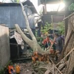 FOTO 15 Juni_Personil BPBD Kabupaten Sidenreng Rappang, Provinsi Sulawesi Selatan melaksanakan pembersihan batang pohon yang tumbang akibat angin kencang. dok. bpbd