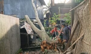 FOTO 15 Juni_Personil BPBD Kabupaten Sidenreng Rappang, Provinsi Sulawesi Selatan melaksanakan pembersihan batang pohon yang tumbang akibat angin kencang. dok. bpbd