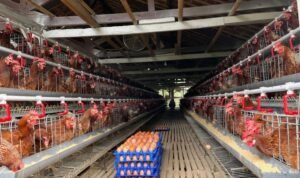 FOTO 2 Mei_Salah satu lokasi peternakan ayam. (dok. pertanian.go.id)