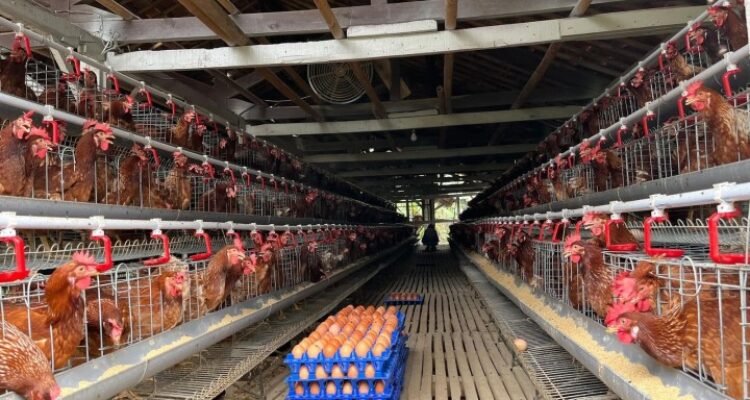 FOTO 2 Mei_Salah satu lokasi peternakan ayam. (dok. pertanian.go.id)