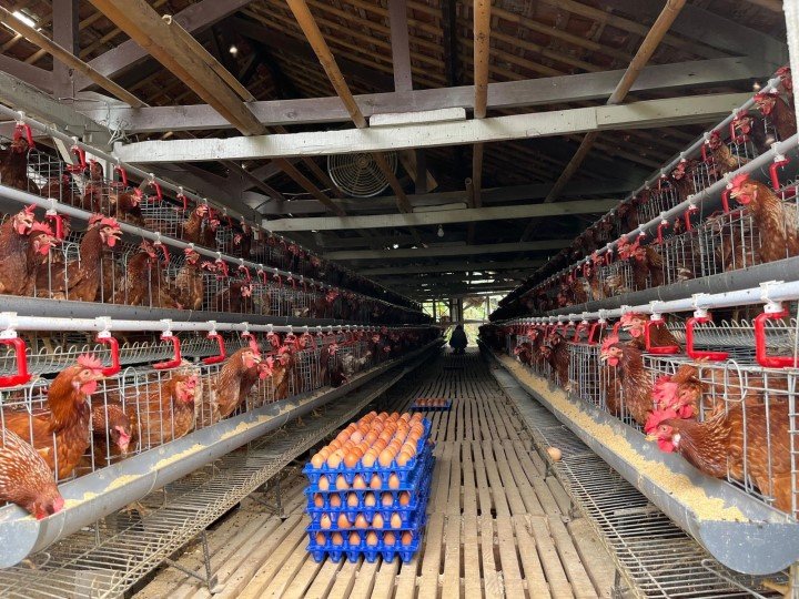 FOTO 2 Mei_Salah satu lokasi peternakan ayam. (dok. pertanian.go.id)