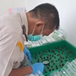 FOTO 23 Juni_Sertifikasi 10.500 butir kecambah kelapa sawit dengan varietas unggul DxP Dami G-2 untuk ekspor ke Kolombia, Amerika Latin. karantina.go.id