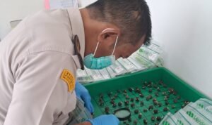 FOTO 23 Juni_Sertifikasi 10.500 butir kecambah kelapa sawit dengan varietas unggul DxP Dami G-2 untuk ekspor ke Kolombia, Amerika Latin. karantina.go.id