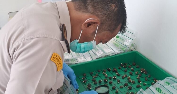 FOTO 23 Juni_Sertifikasi 10.500 butir kecambah kelapa sawit dengan varietas unggul DxP Dami G-2 untuk ekspor ke Kolombia, Amerika Latin. karantina.go.id