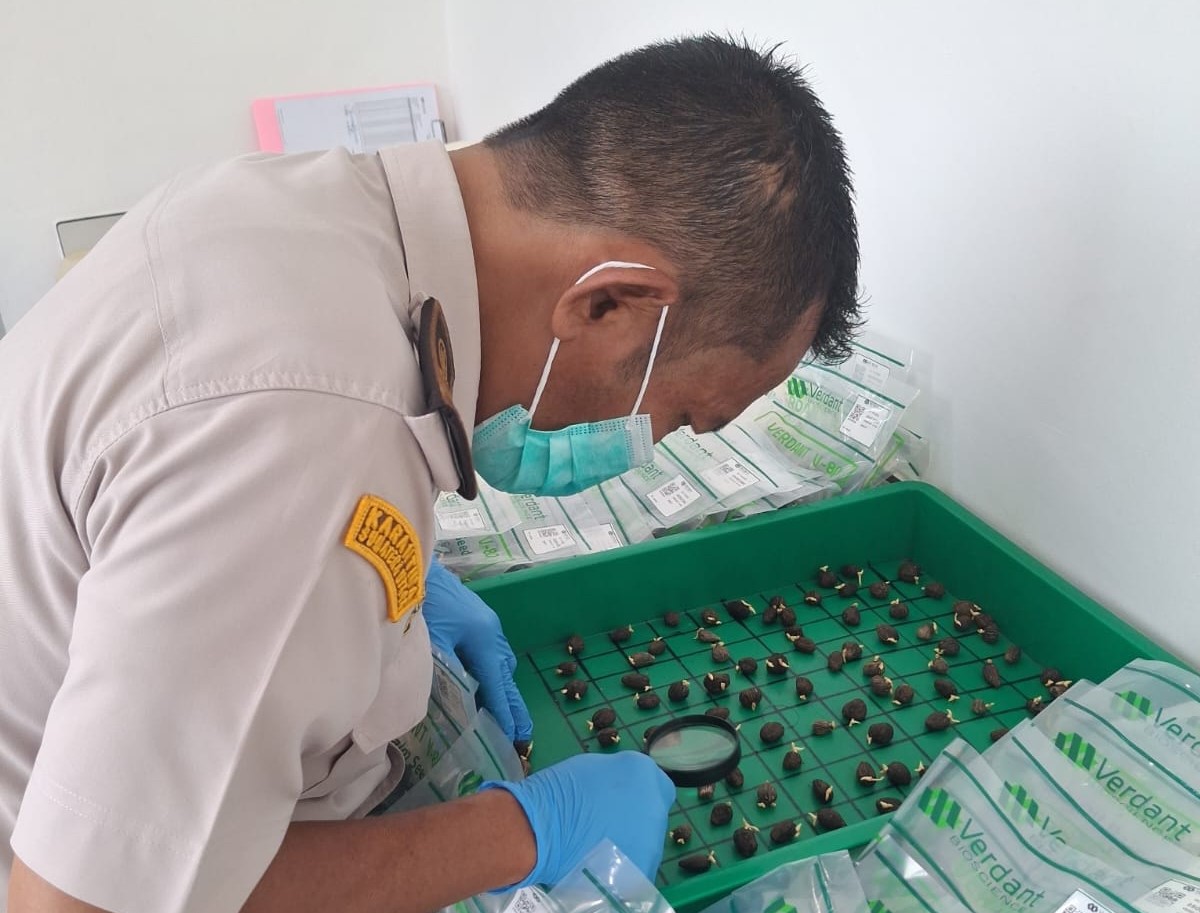 FOTO 23 Juni_Sertifikasi 10.500 butir kecambah kelapa sawit dengan varietas unggul DxP Dami G-2 untuk ekspor ke Kolombia, Amerika Latin. karantina.go.id