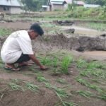 FOTO 23 Maret_Banjir dipicu hujan lebat menyebabkan tanaman padi rusak di Kecamatan Tanawawo, Kabupaten Sikka, Nusa Tenggara Timur. bpbd