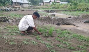 FOTO 23 Maret_Banjir dipicu hujan lebat menyebabkan tanaman padi rusak di Kecamatan Tanawawo, Kabupaten Sikka, Nusa Tenggara Timur. bpbd