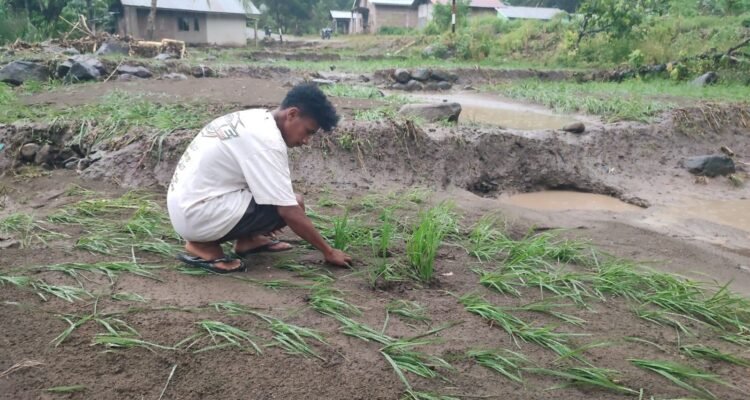 FOTO 23 Maret_Banjir dipicu hujan lebat menyebabkan tanaman padi rusak di Kecamatan Tanawawo, Kabupaten Sikka, Nusa Tenggara Timur. bpbd