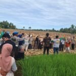 FOTO 26 Juni_Kelompok Tani Surau Gadang di Kelurahan Koto Panjang Ikur Koto (KPIK), Kecamatan Koto Tangah sukses menggelar panen raya jagung pipilan pakan ternak.