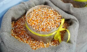FOTO 1 Juli_Jagung untuk bahan pakan hewan ternak. (dok. pertanian.go.id)