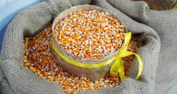 FOTO 1 Juli_Jagung untuk bahan pakan hewan ternak. (dok. pertanian.go.id)