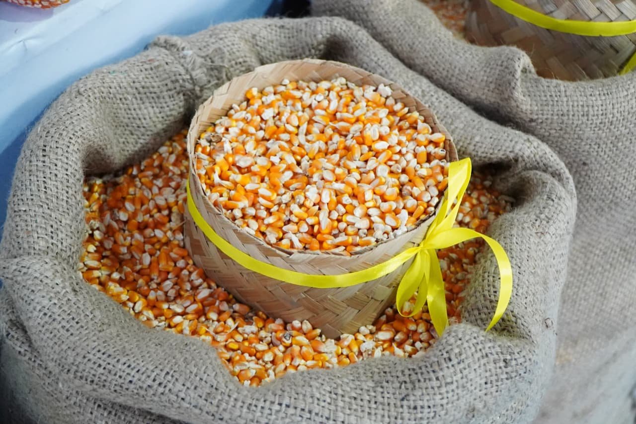 FOTO 1 Juli_Jagung untuk bahan pakan hewan ternak. (dok. pertanian.go.id)