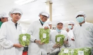 FOTO 27 Juli_Unit produksi sayuran Batamindo Green Farm di Kota Batam, Kepulauan Riau. dok. bapanas