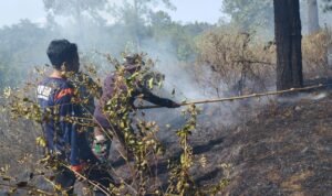 FOTO 10 Agustus_Tim BPBD Kabupaten Banyumas berupaya memadamkan api dengan peralatan sederhana.