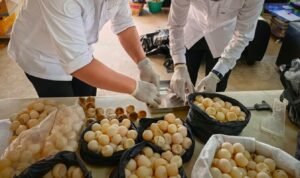 FOTO 13 Agustus_Penyelamatan 1.286 butir telur penyu yang ditemukan di Kabupaten Sambas, Kalimantan Barat. dok. kkp