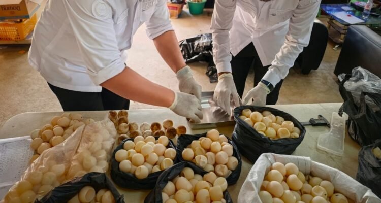 FOTO 13 Agustus_Penyelamatan 1.286 butir telur penyu yang ditemukan di Kabupaten Sambas, Kalimantan Barat. dok. kkp
