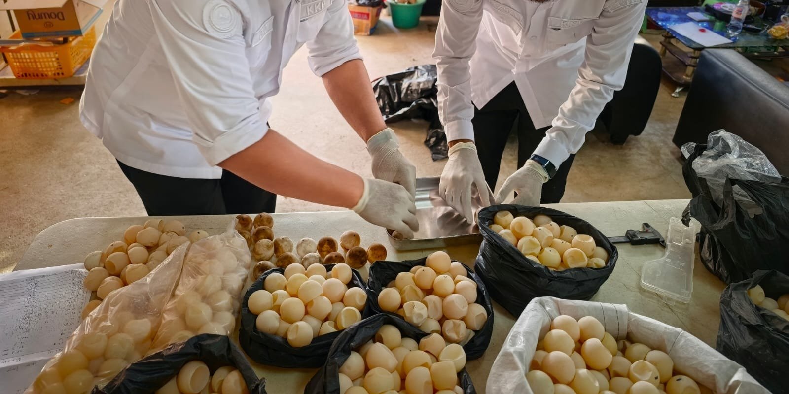 FOTO 13 Agustus_Penyelamatan 1.286 butir telur penyu yang ditemukan di Kabupaten Sambas, Kalimantan Barat. dok. kkp