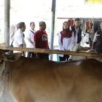FOTO 20 Agustus_Bantuan 24 ekor bibit sapi potong kepada tiga kelompok peternak di wilayah Kabupaten Pangandaran, Sumedang dan Ciamis, Prov Jabar.