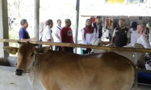 FOTO 20 Agustus_Bantuan 24 ekor bibit sapi potong kepada tiga kelompok peternak di wilayah Kabupaten Pangandaran, Sumedang dan Ciamis, Prov Jabar.