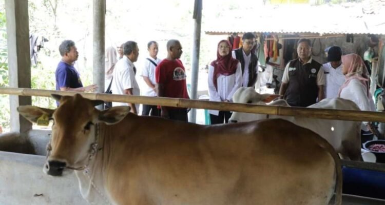 FOTO 20 Agustus_Bantuan 24 ekor bibit sapi potong kepada tiga kelompok peternak di wilayah Kabupaten Pangandaran, Sumedang dan Ciamis, Prov Jabar.