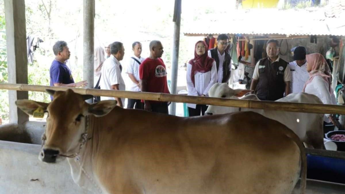 FOTO 20 Agustus_Bantuan 24 ekor bibit sapi potong kepada tiga kelompok peternak di wilayah Kabupaten Pangandaran, Sumedang dan Ciamis, Prov Jabar.