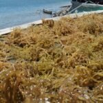 FOTO 23 Agustus_Komoditas rumput laut untuk pengembangan pasar ke Amerika Serikat. dok. kkp