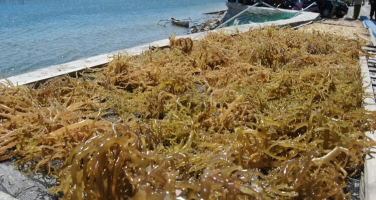 FOTO 23 Agustus_Komoditas rumput laut untuk pengembangan pasar ke Amerika Serikat. dok. kkp