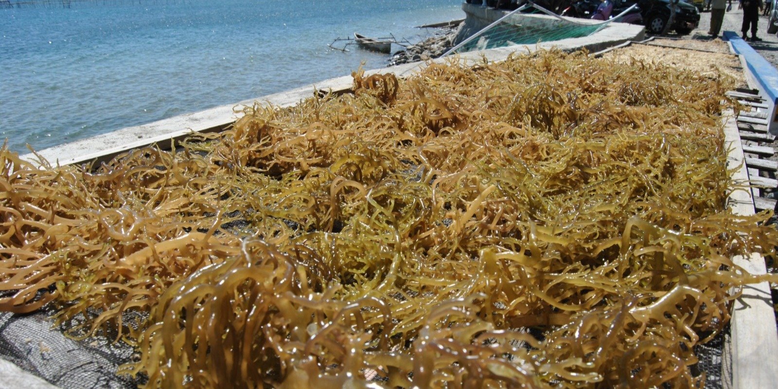 FOTO 23 Agustus_Komoditas rumput laut untuk pengembangan pasar ke Amerika Serikat. dok. kkp