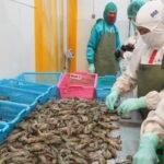 FOTO 23 Agustus_Komoditas udang yang siap di ekspor. dok. kkp