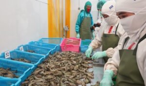 FOTO 23 Agustus_Komoditas udang yang siap di ekspor. dok. kkp
