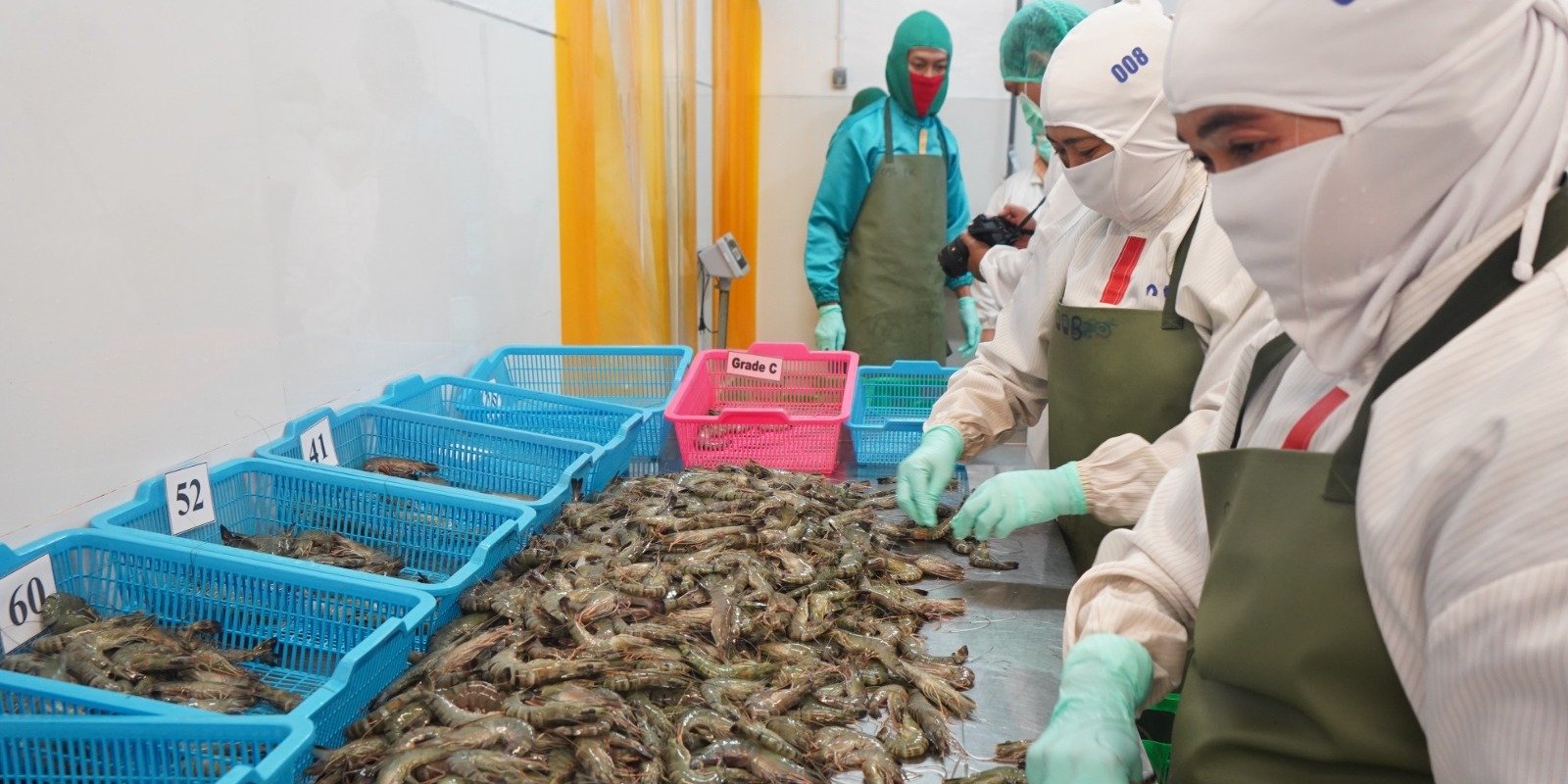 FOTO 23 Agustus_Komoditas udang yang siap di ekspor. dok. kkp