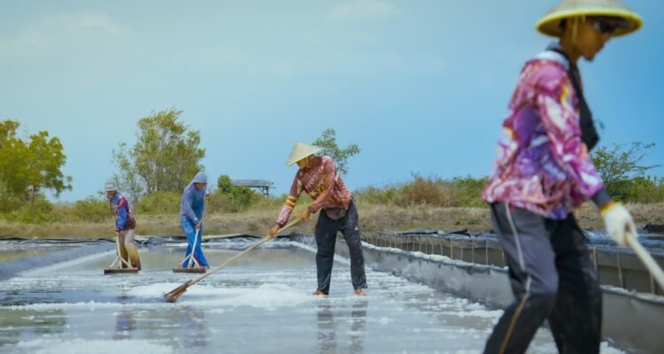 FOTO 23 Agustus_Para petani melakukan panen garam. dok. kkp