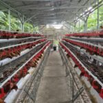FOTO 30 Agustus_Kawasan kandang ayam ras petelur. dok. pertanian.go.id