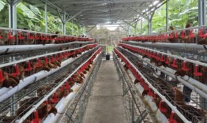 FOTO 30 Agustus_Kawasan kandang ayam ras petelur. dok. pertanian.go.id