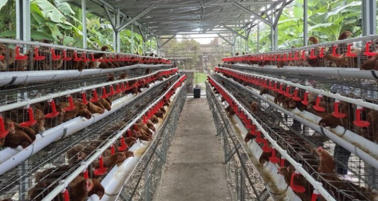 FOTO 30 Agustus_Kawasan kandang ayam ras petelur. dok. pertanian.go.id