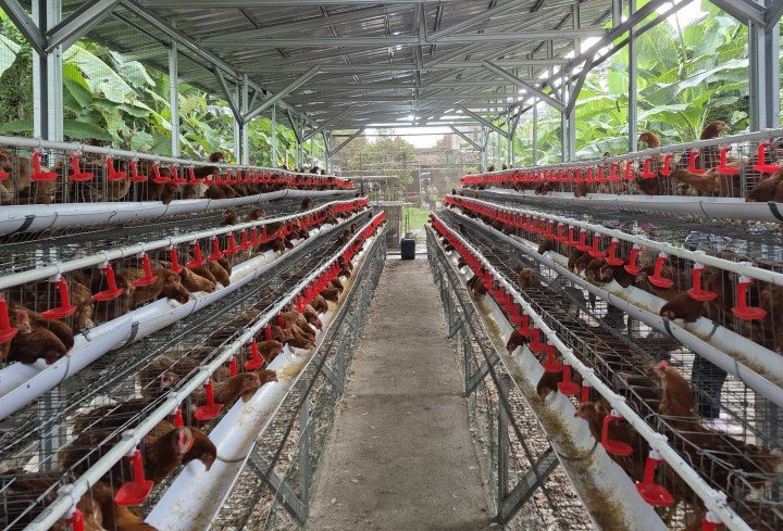 FOTO 30 Agustus_Kawasan kandang ayam ras petelur. dok. pertanian.go.id