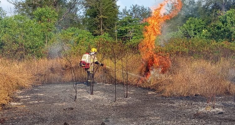 FOTO 7 Agustus_Kebakaran hutan dan lahan (karhutla) di sejumlah wilayah Indonesia. dok. bnpb INI