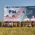 FOTO 7 Agustus_Saat panen padi dengan menerapkan pertanian modern Advanced Agriculture System (PM-AAS). dok. kementan
