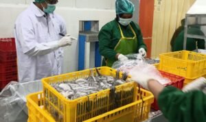 FOTO 15 Sept_Komoditas ikan yang siap ekspor. dok. kkp INI