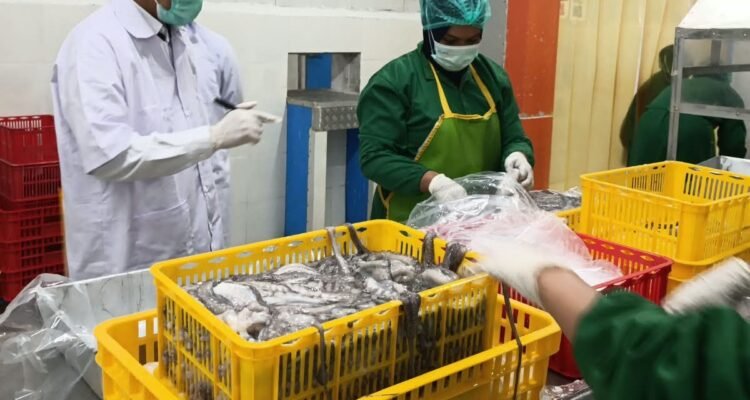 FOTO 15 Sept_Komoditas ikan yang siap ekspor. dok. kkp INI