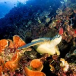FOTO 17 Sept_Hewan penyu di kawasan Raja Ampat, Provinsi Papua Barat Daya. dok. kemenpar