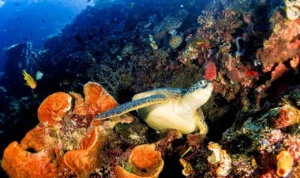 FOTO 17 Sept_Hewan penyu di kawasan Raja Ampat, Provinsi Papua Barat Daya. dok. kemenpar