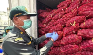 FOTO 24 Sept_Sebanyak 30 ton bawang merah asal Jakarta ke Sulawesi Utara setelah komoditas tersebut ditemukan dalam kondisi busuk, berjamur, dan bertunas. barantin 1