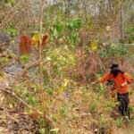 FOTO 21 Okt_Api membakar 10 hektare lahan di Desa Uekuli, Kecamatan Tojo, Kabupaten Tojo Una-Una, Provinsi Sulawesi Tengah. 1