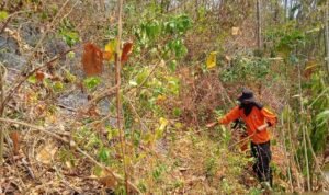 FOTO 21 Okt_Api membakar 10 hektare lahan di Desa Uekuli, Kecamatan Tojo, Kabupaten Tojo Una-Una, Provinsi Sulawesi Tengah. 1