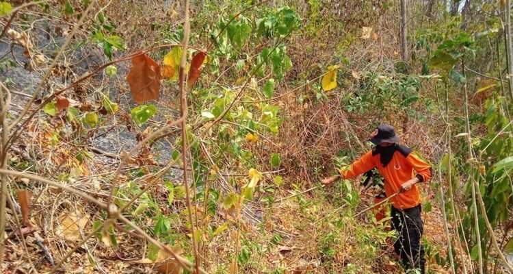 FOTO 21 Okt_Api membakar 10 hektare lahan di Desa Uekuli, Kecamatan Tojo, Kabupaten Tojo Una-Una, Provinsi Sulawesi Tengah. 1