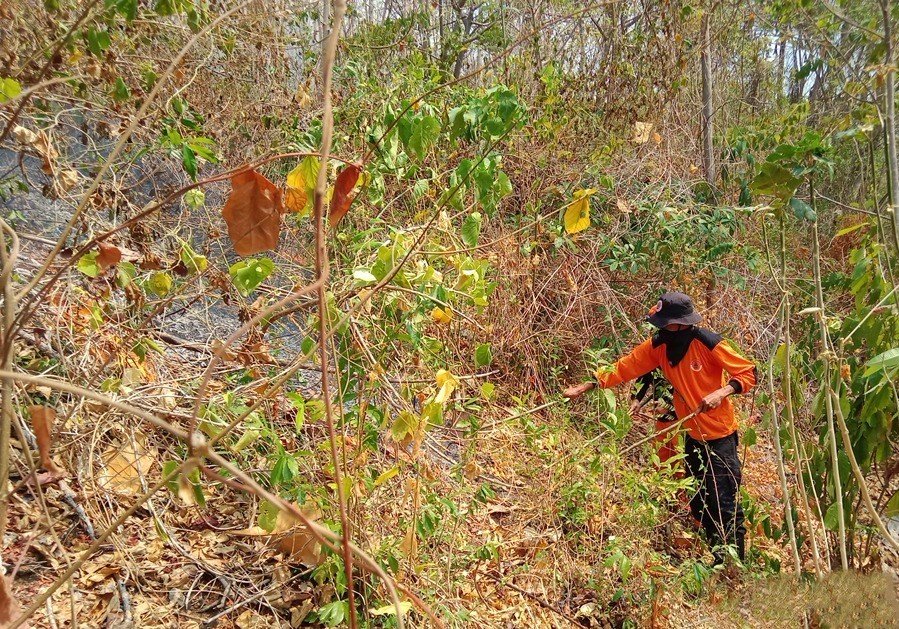 FOTO 21 Okt_Api membakar 10 hektare lahan di Desa Uekuli, Kecamatan Tojo, Kabupaten Tojo Una-Una, Provinsi Sulawesi Tengah. 1